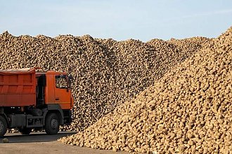 В Беларуси завершилась уборка сахарной свеклы - урожай составил 4 млн 275 тыс. тонн