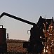 В Беларуси кукурузу на зерно убрали почти на 48% площадей