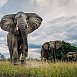 Всемирный День слона отмечается 12 августа