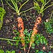 Подкормите этим морковь в июле, и она вырастет сладкой и большой