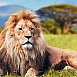 Всемирный День льва отмечается ежегодно 10 августа