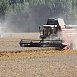 В Гродненской области намолотили более 1,5 млн тонн зерна
