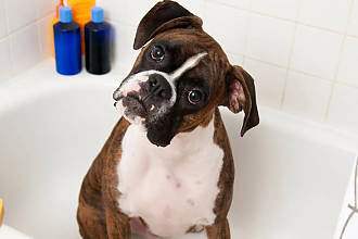 Как часто можно мыть собаку и чем это опасно
