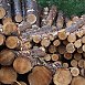С 25 сентября древесину начнут продавать по новым правилам.