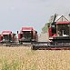 Третий миллион тонн зерна намолочен в Беларуси