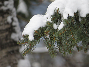 На этой неделе в Новогрудке до -11°С, переменная облачность, снег