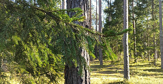 В пяти районах Гродненской области ограничено посещение лесов